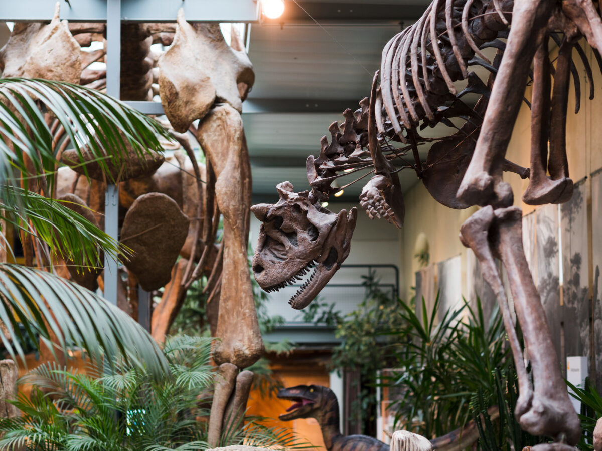 Aathal, Sauriermuseum