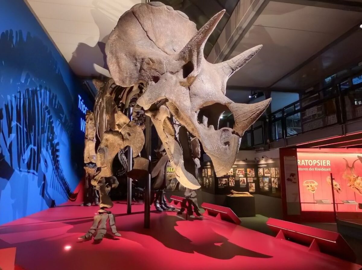 Sauriermuseum Aathal, Museum, Triceratops