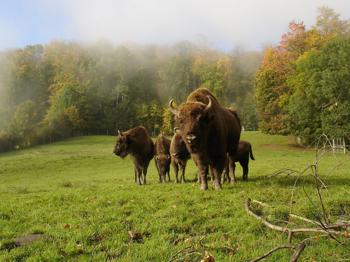 Langnau am Albis, Wildnispark Langenberg