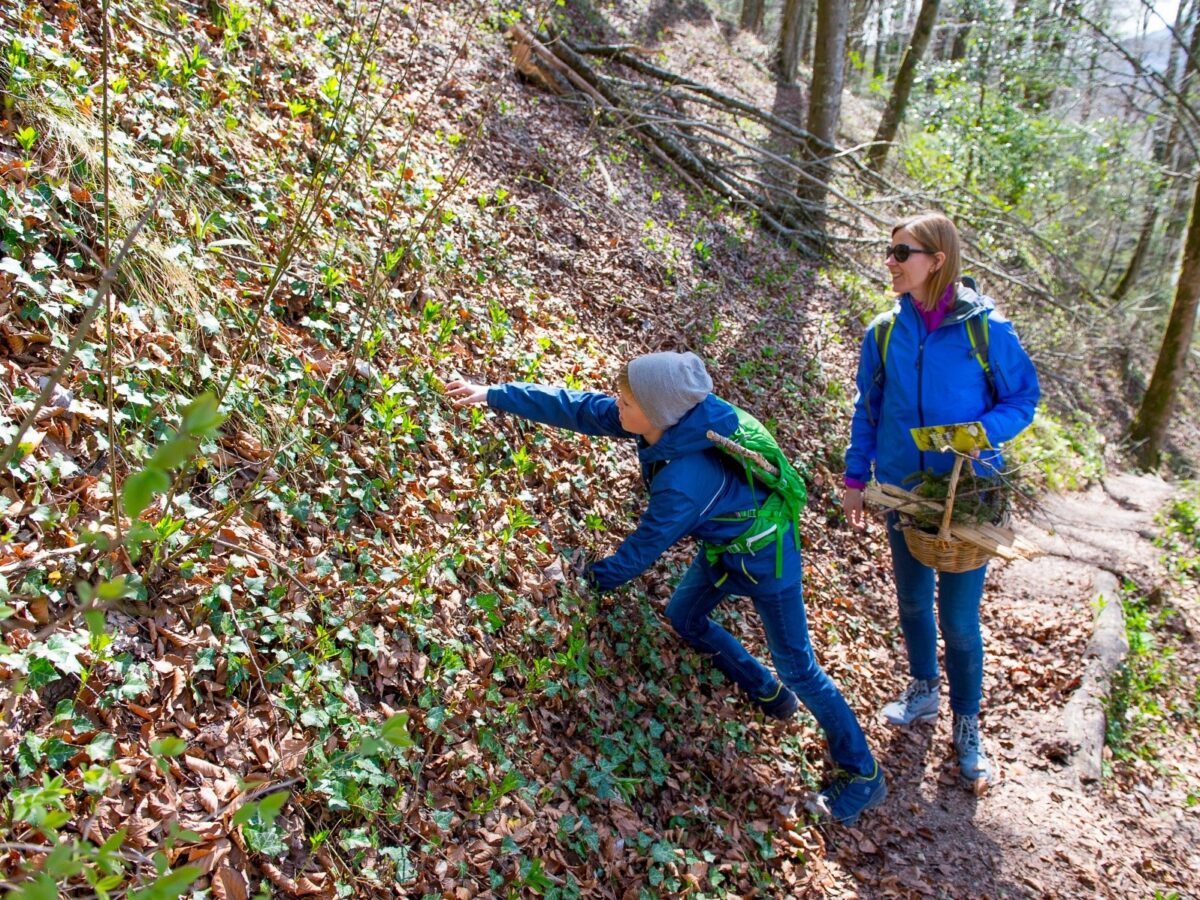 Wildnispark, Sihlwald