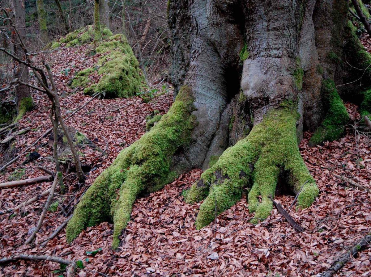 Baden, Tüfels Chäller