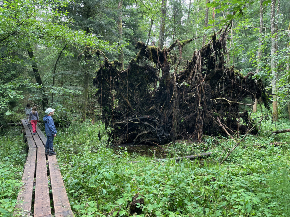 Sihlwald, Walderlebnispfad