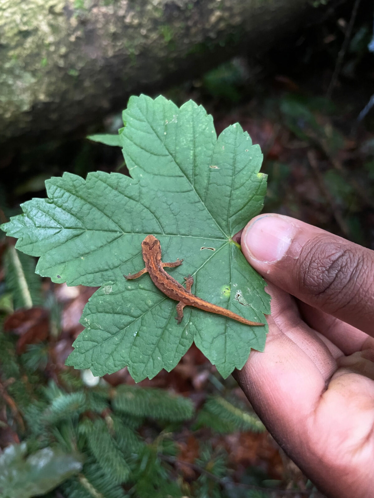 Sihlwald, Walderlebnispfad