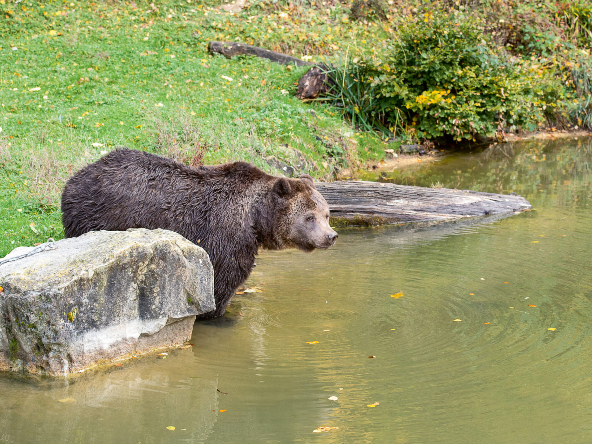 Wildnispark Langenberg