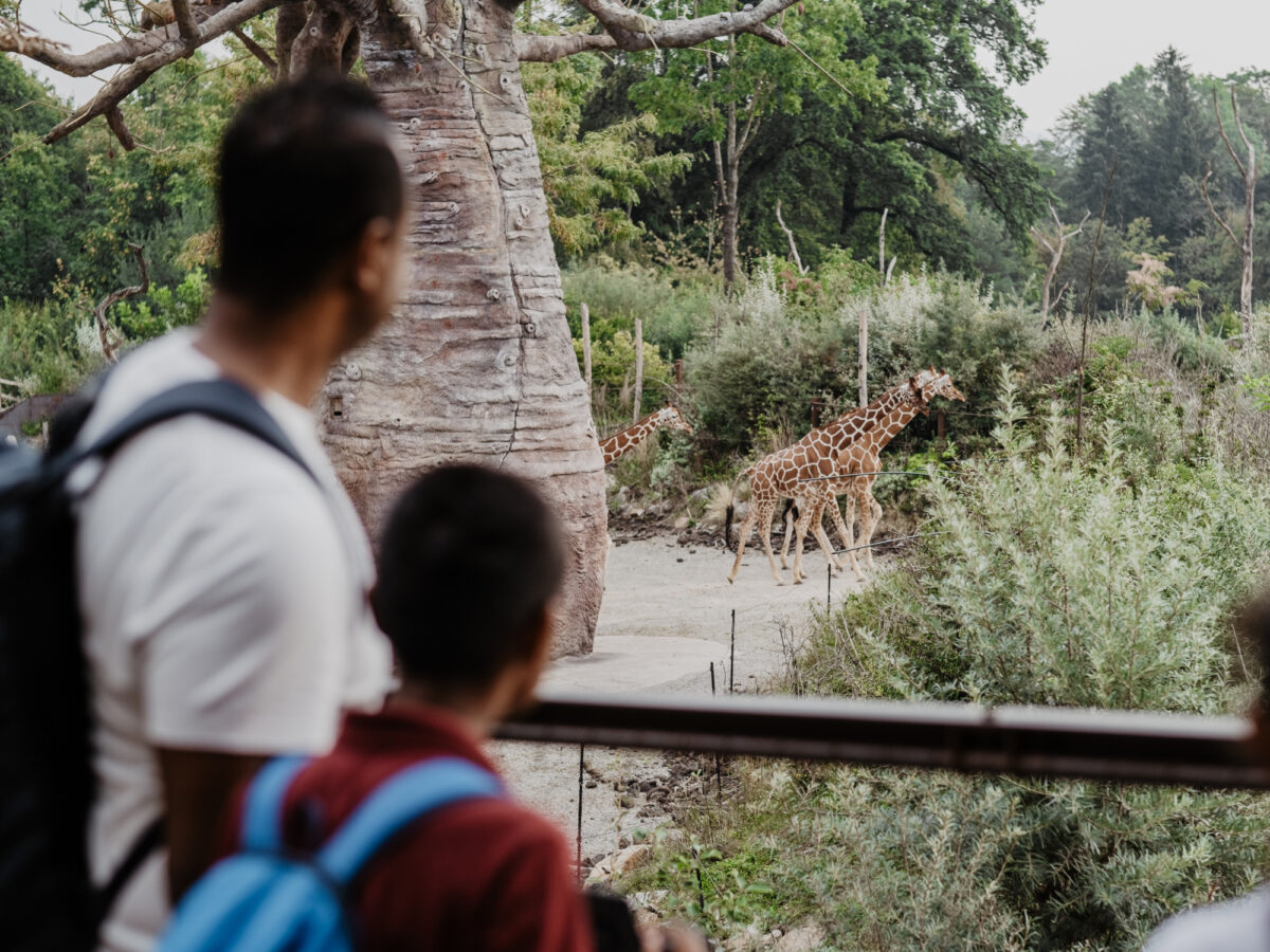 Zürich, Zoo Zürich, Giraffe