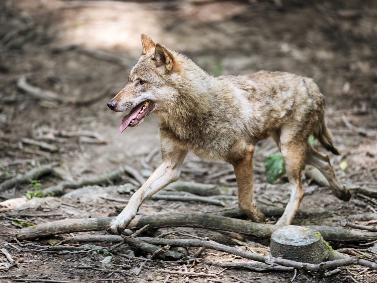 Wildnispark, Sihlwald