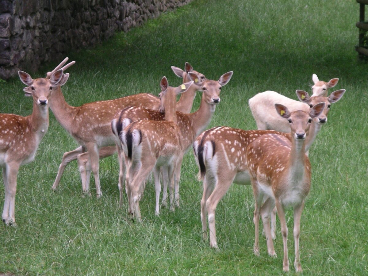 Rapperswil, Hirschpark