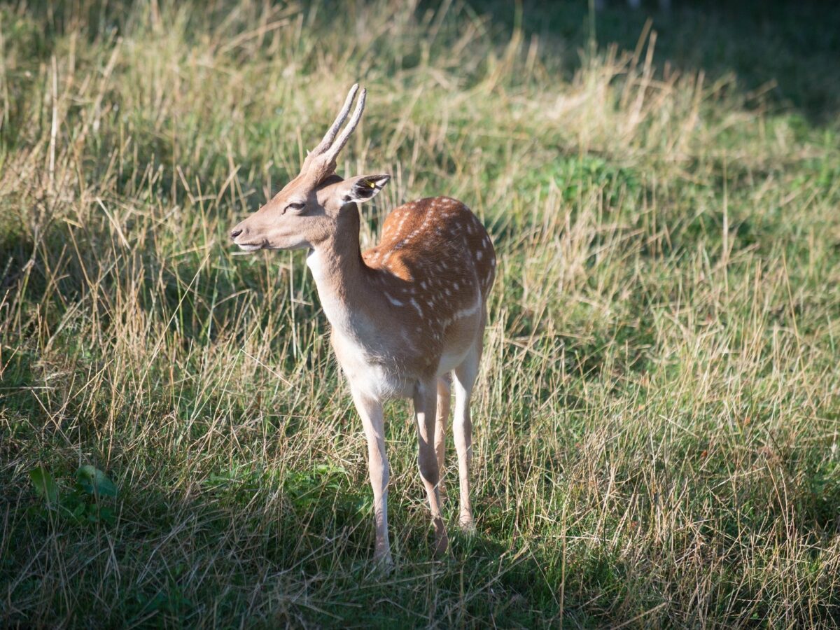 Rapperswil, Hirschpark