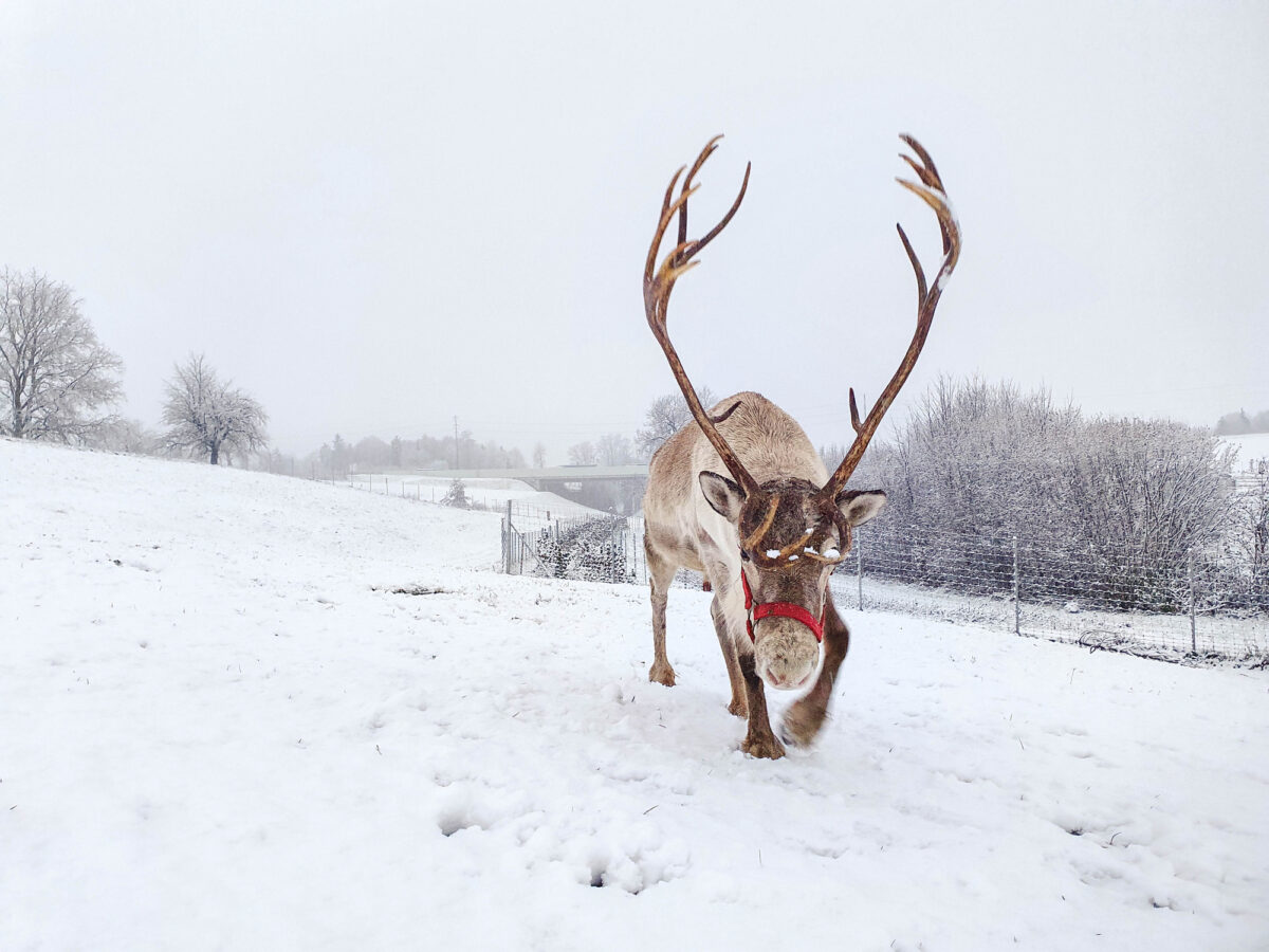 Dachsen, Rentiertrekking Zürcher Weinland