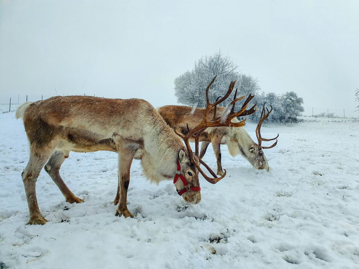 Dachsen, Rentiertrekking Zürcher Weinland