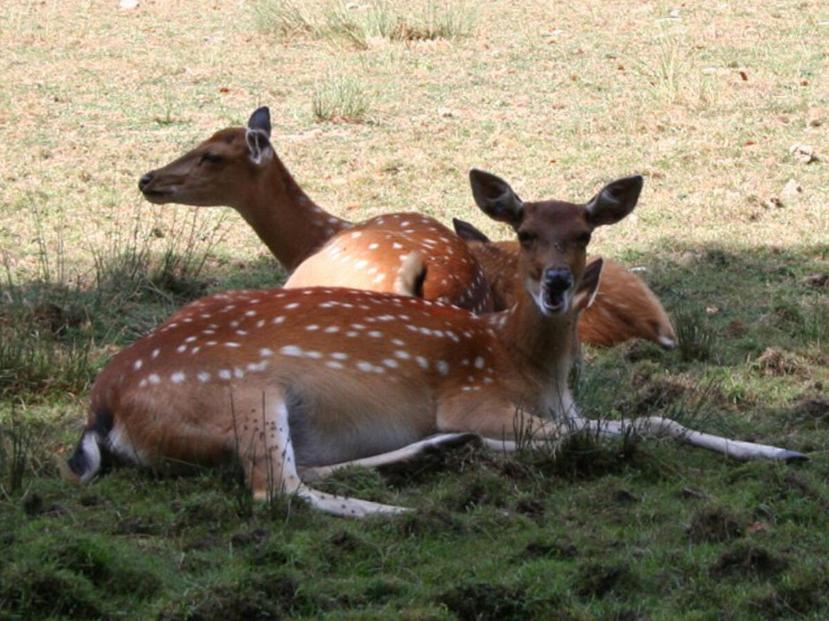 Winterthur, Wildpark Bruderhaus