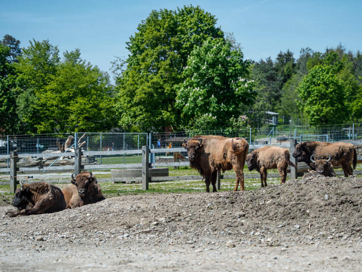 Winterthur, Wildpark Bruderhaus