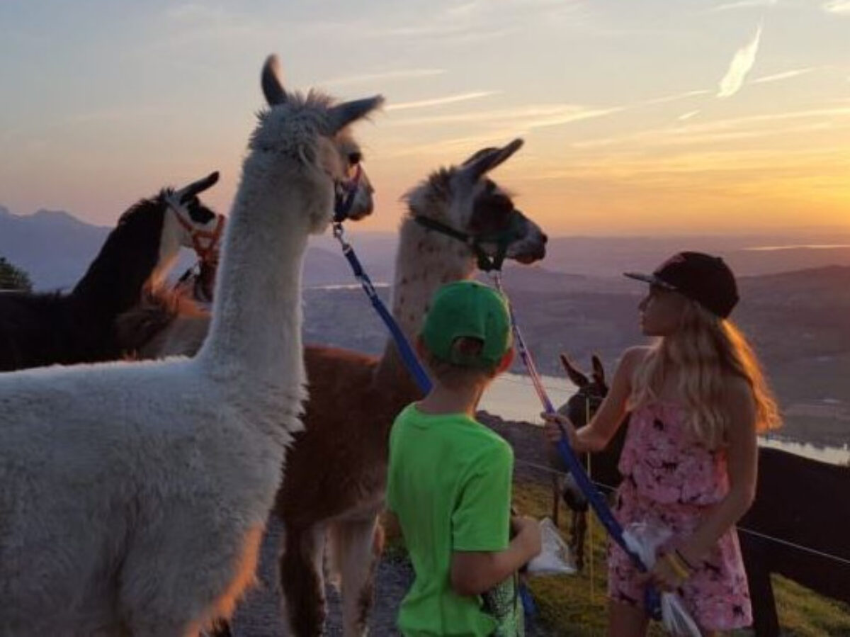 Seebodenalp, Rigi Lama, Platzhalter