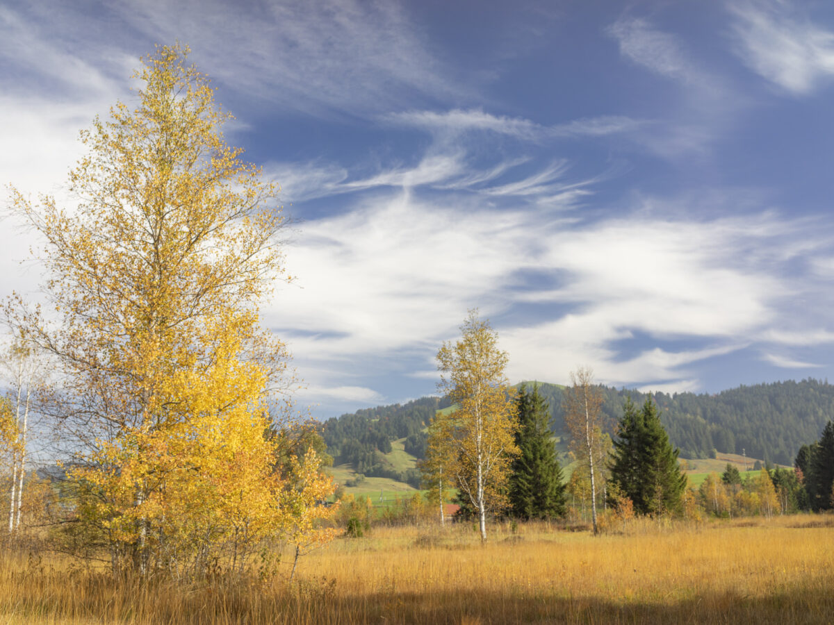 Rothenthurm, Hochmoor