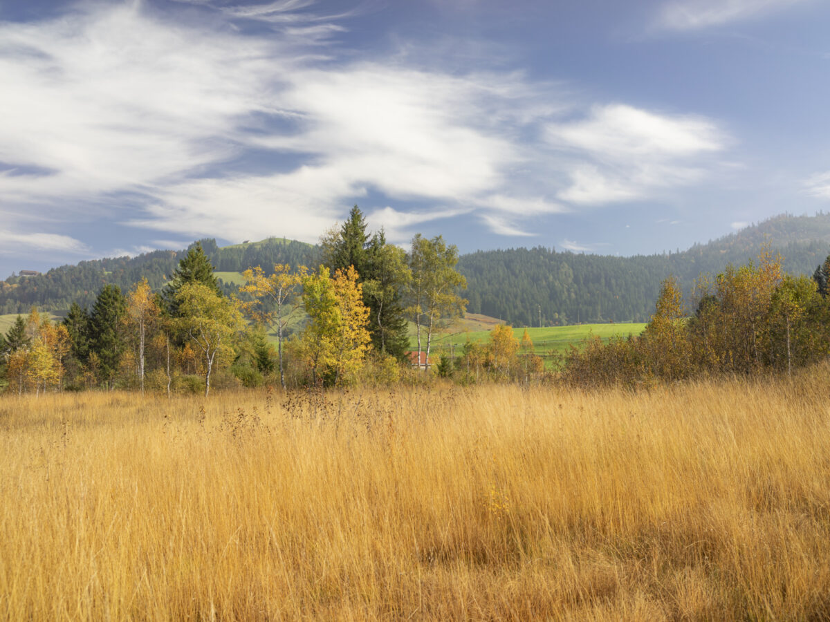 Rothenthurm, Hochmoor