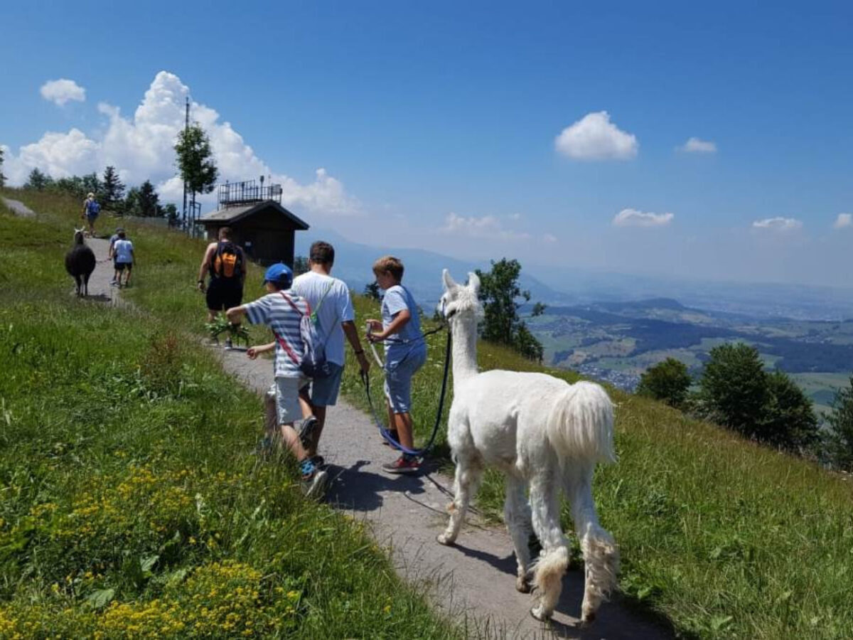 Rigi, Seebodenalp, Lama-Trekking