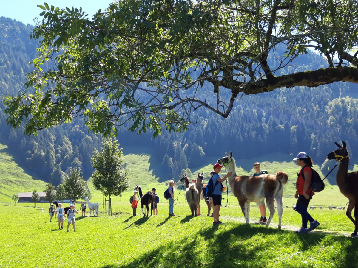 Rigi, Seebodenalp, Lama-Trekking