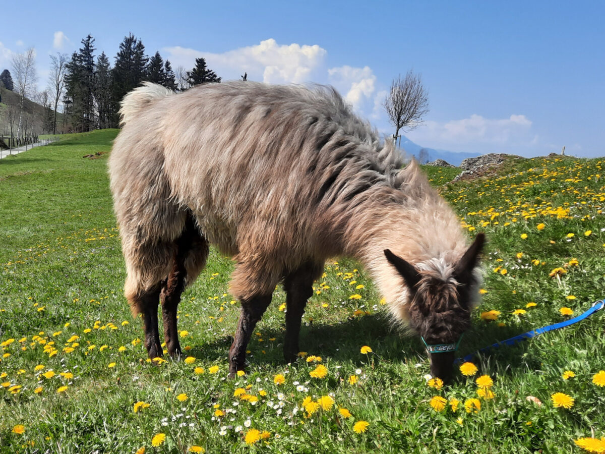 Rigi, Seebodenalp, Lama-Trekking