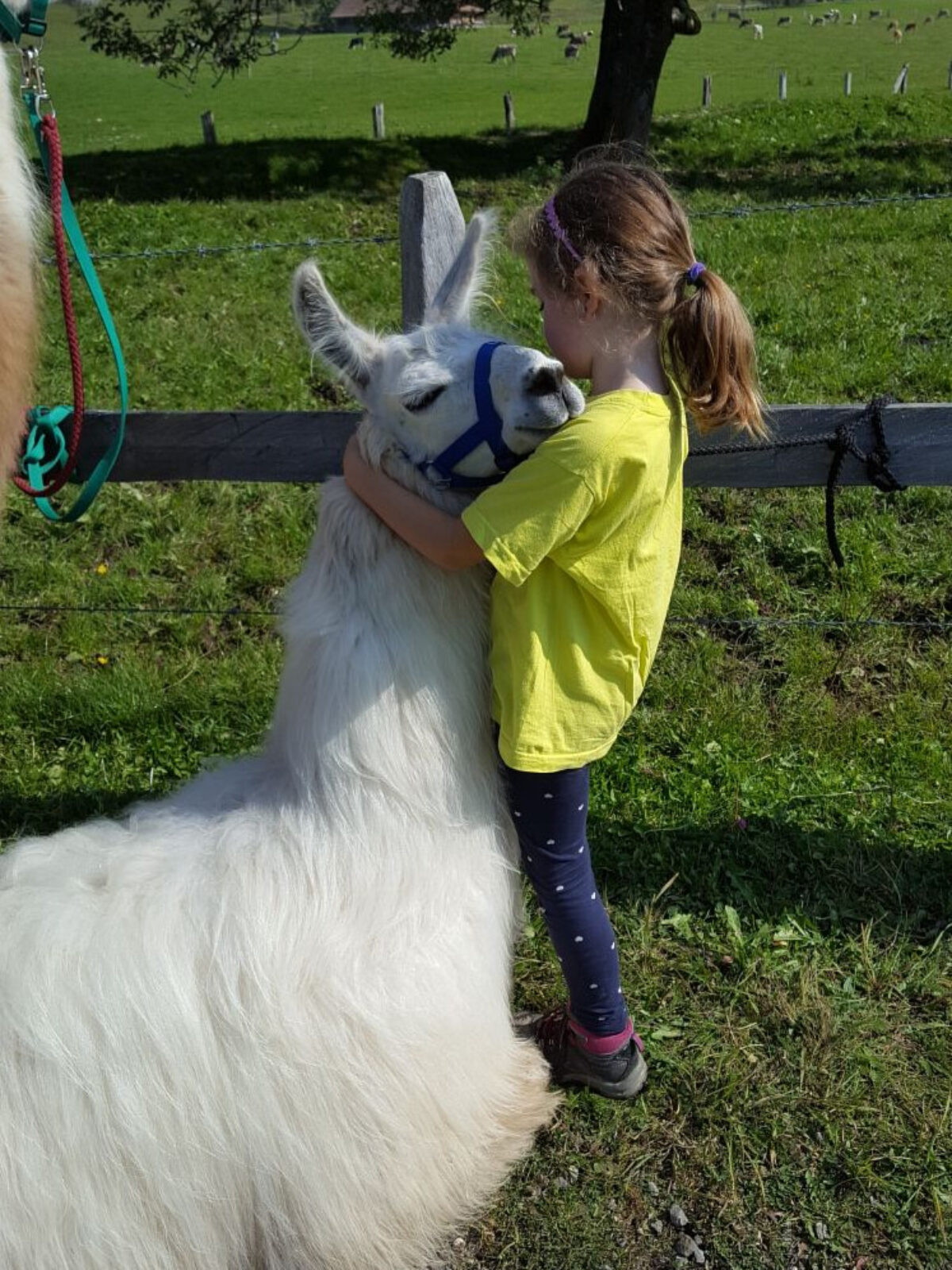 Rigi, Seebodenalp, Lama-Trekking