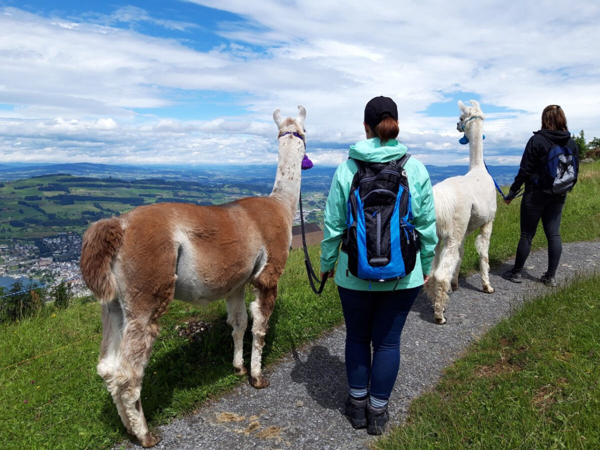 Rigi, Seebodenalp, Lama Trekking