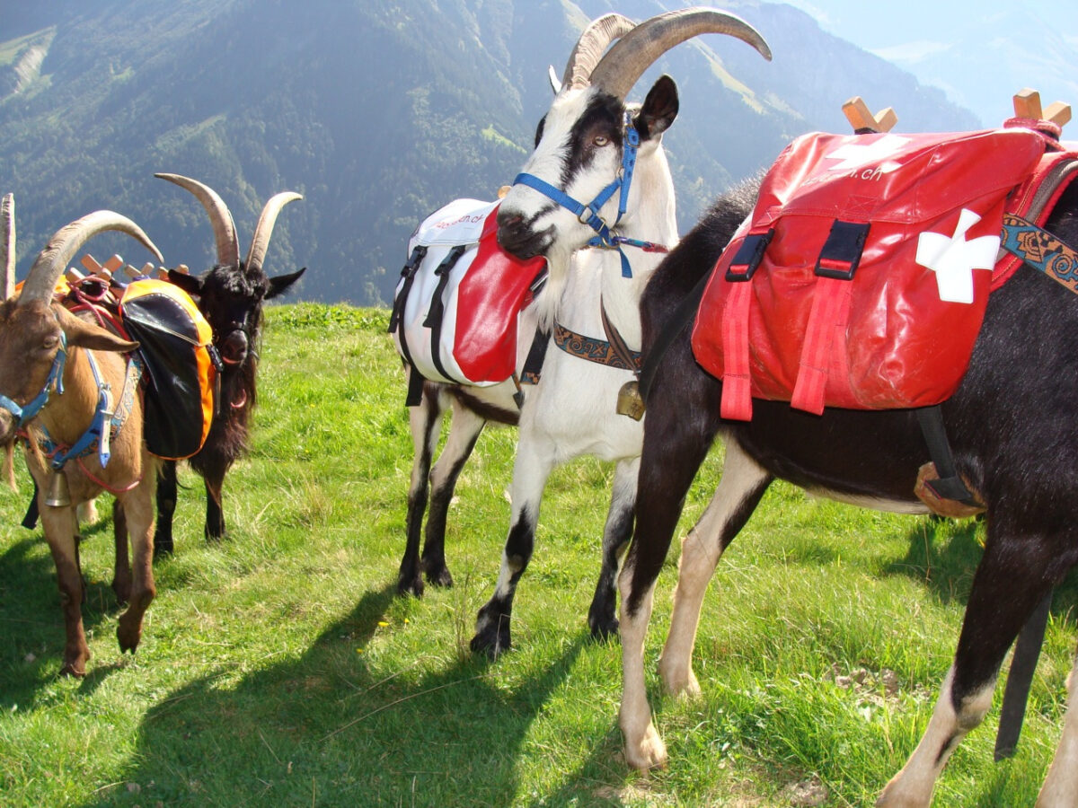 Sool, Packziegen-Trekking