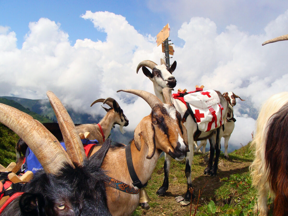 Sool, Packziegen-Trekking