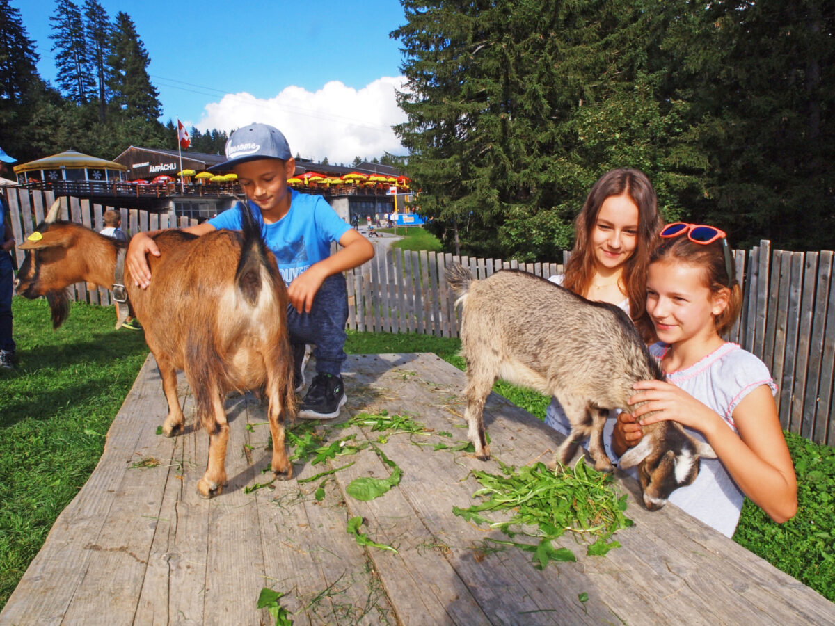 Elm, Restaurant Ämpächli, Streichelzoo