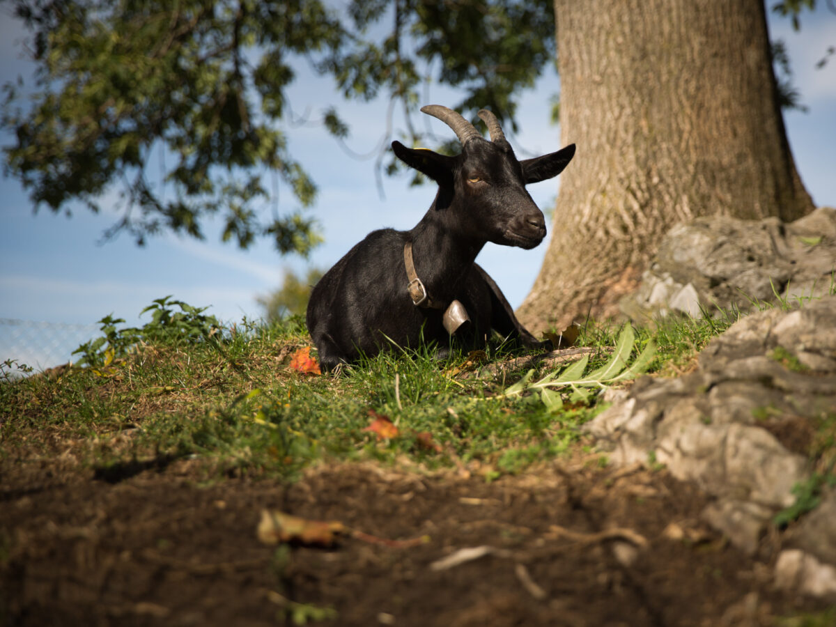 Morschach, Swiss Holiday Park