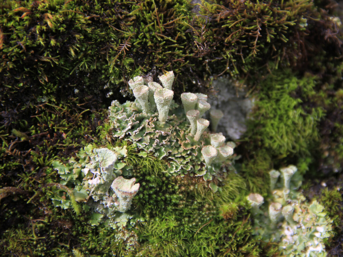 Braunwald, Flechtenlehrpfad