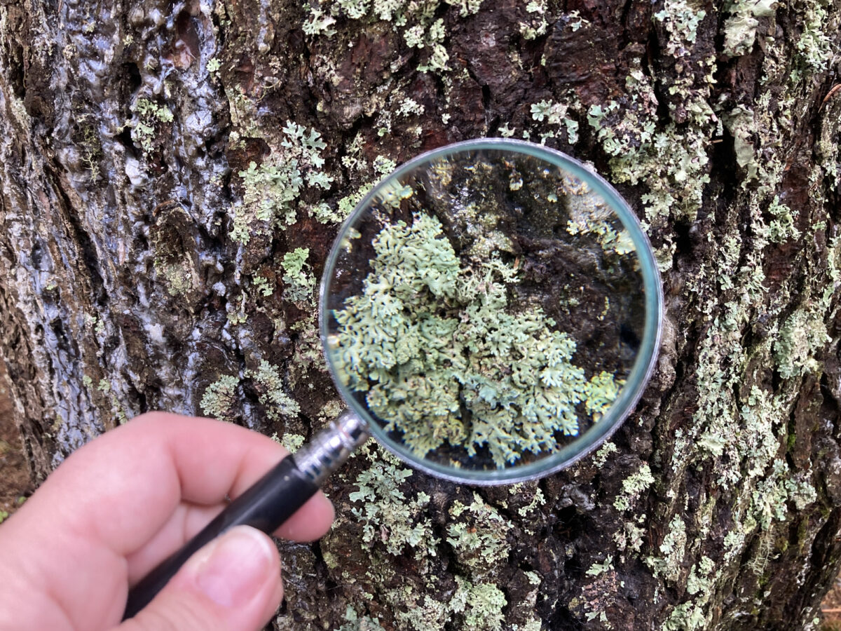 Braunwald, Flechtenlehrpfad