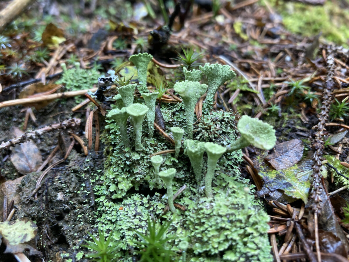 Braunwald, Flechtenlehrpfad