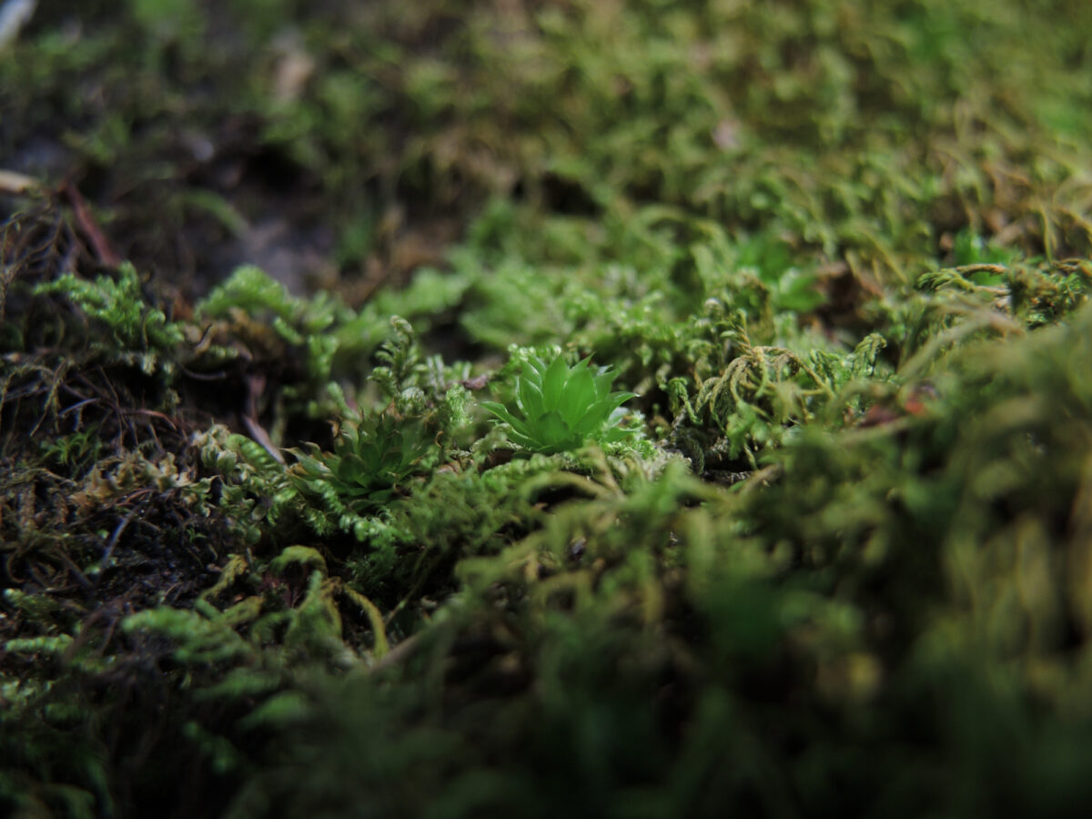 Sool, Mooslehrpfad Schlossbüchel