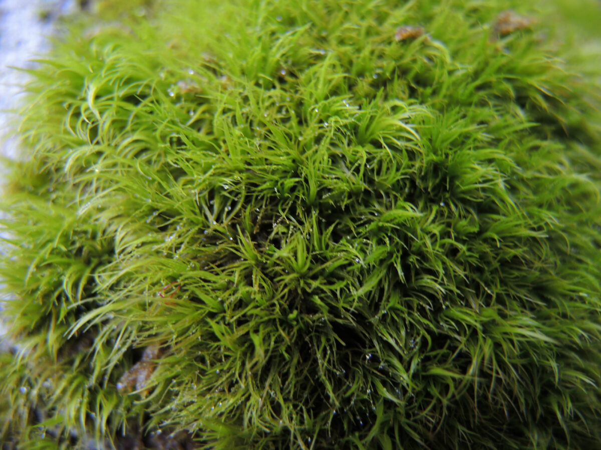 Sool, Mooslehrpfad Schlossbüchel