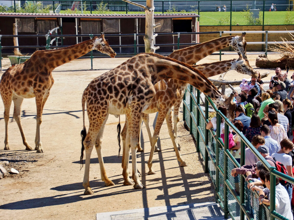 Rapperswil, Knies Kinderzoo, Giraffen