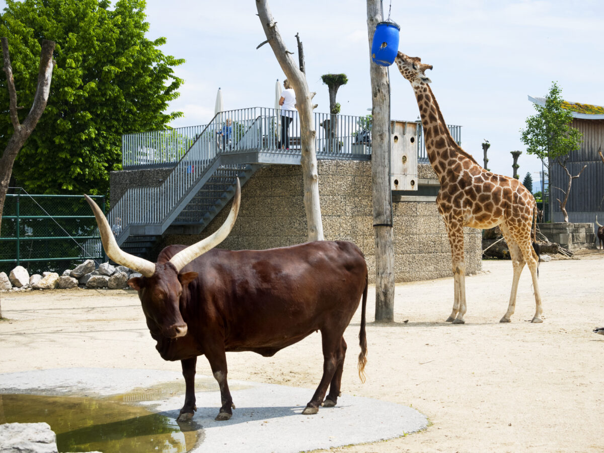 Rapperswil, Knies Kinderzoo, Giraffen
