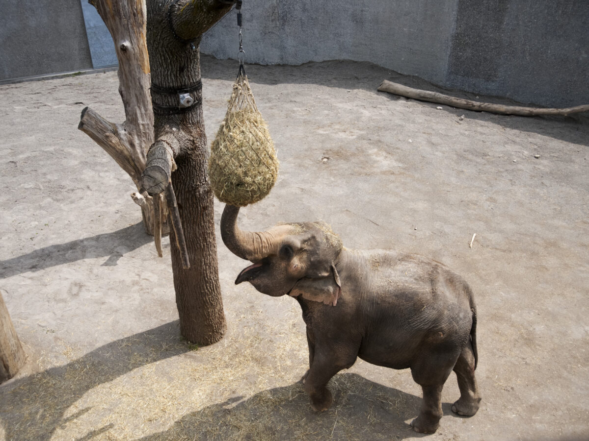 Rapperswil, Knies Kinderzoo, Elefant