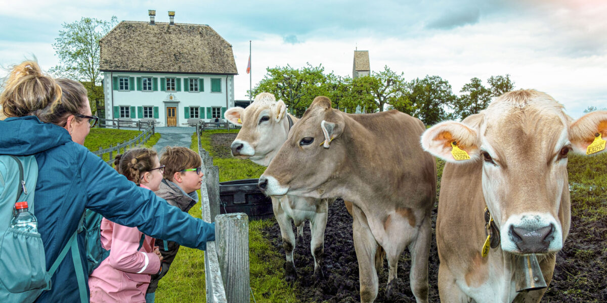 Rapperswil, Ringo-Reise, ZVV