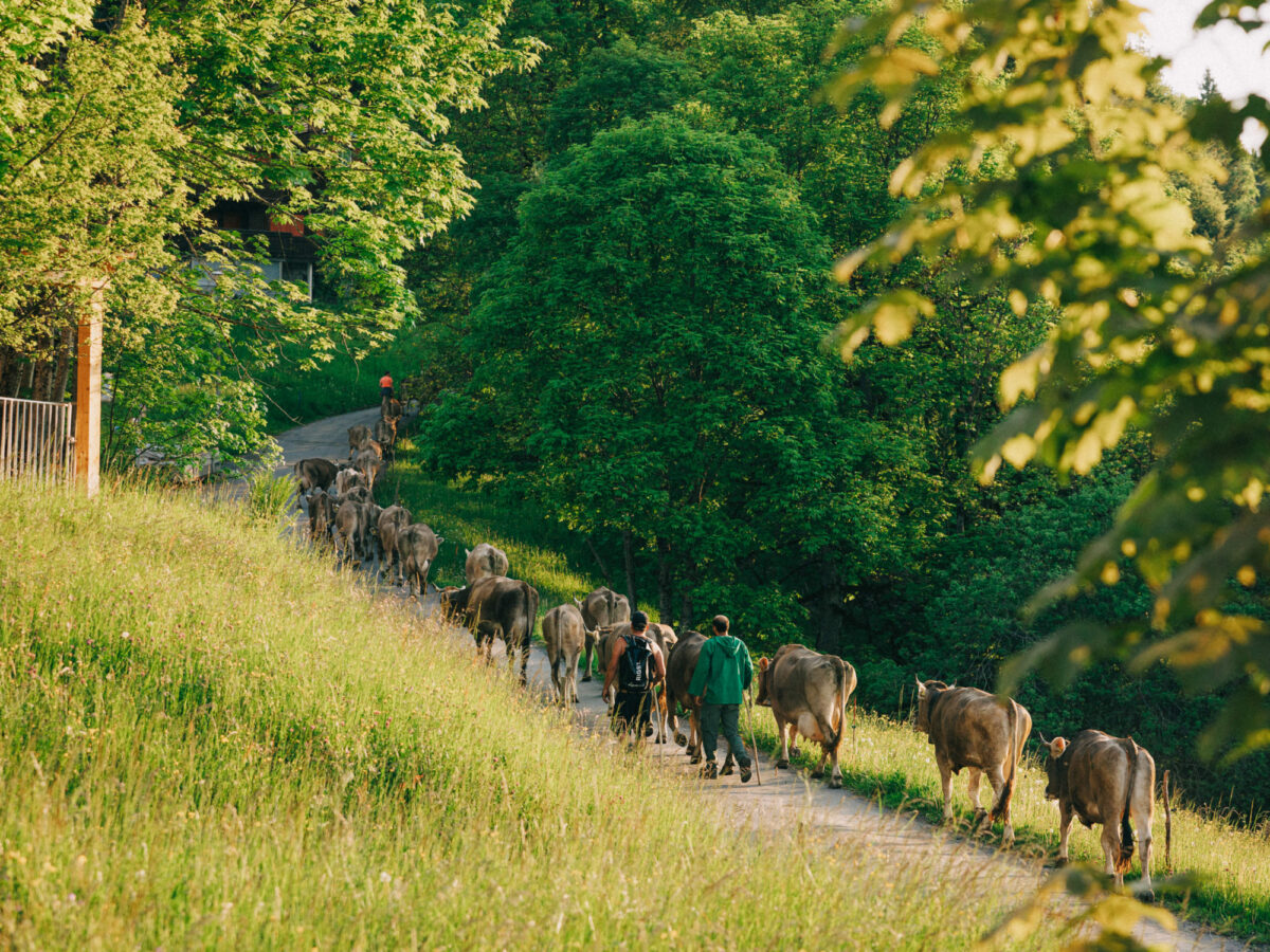 Braunwald, Alpauftrieb Zügletä, Blog SOB