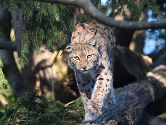 Goldau, Natur- und Tierpark