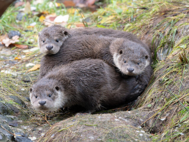 Goldau, Natur- und Tierpark