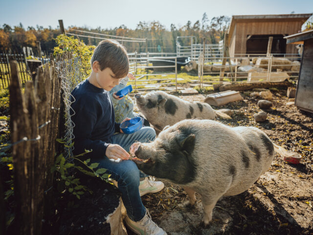 Marthalen, Lama Trekking, Minipigs