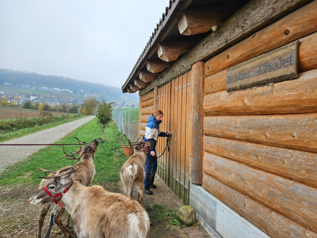 Dachsen, Rentiertrekking Zürcher Weinland