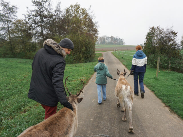 Dachsen, Rentiertrekking Zürcher Weinland