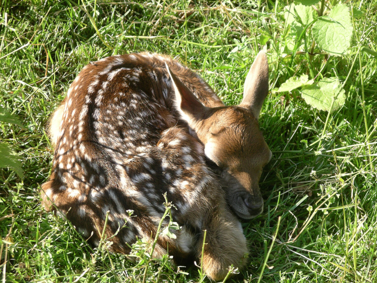 Rapperswil, Hirschpark