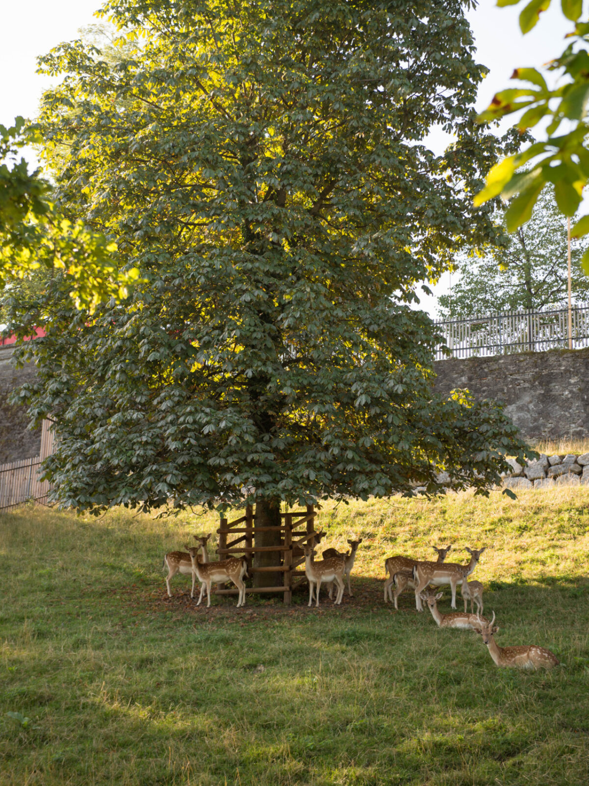 Rapperswil, Hirschpark