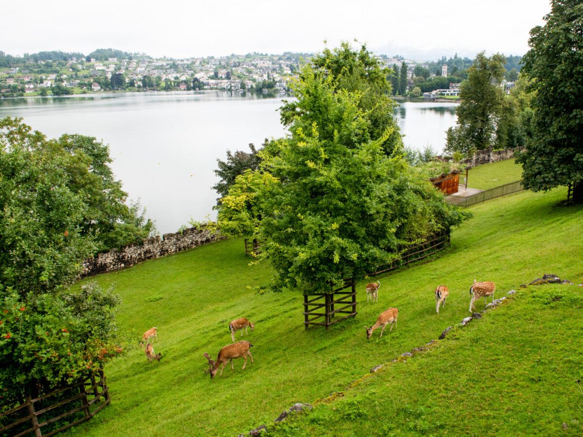 Rapperswil, Hirschpark