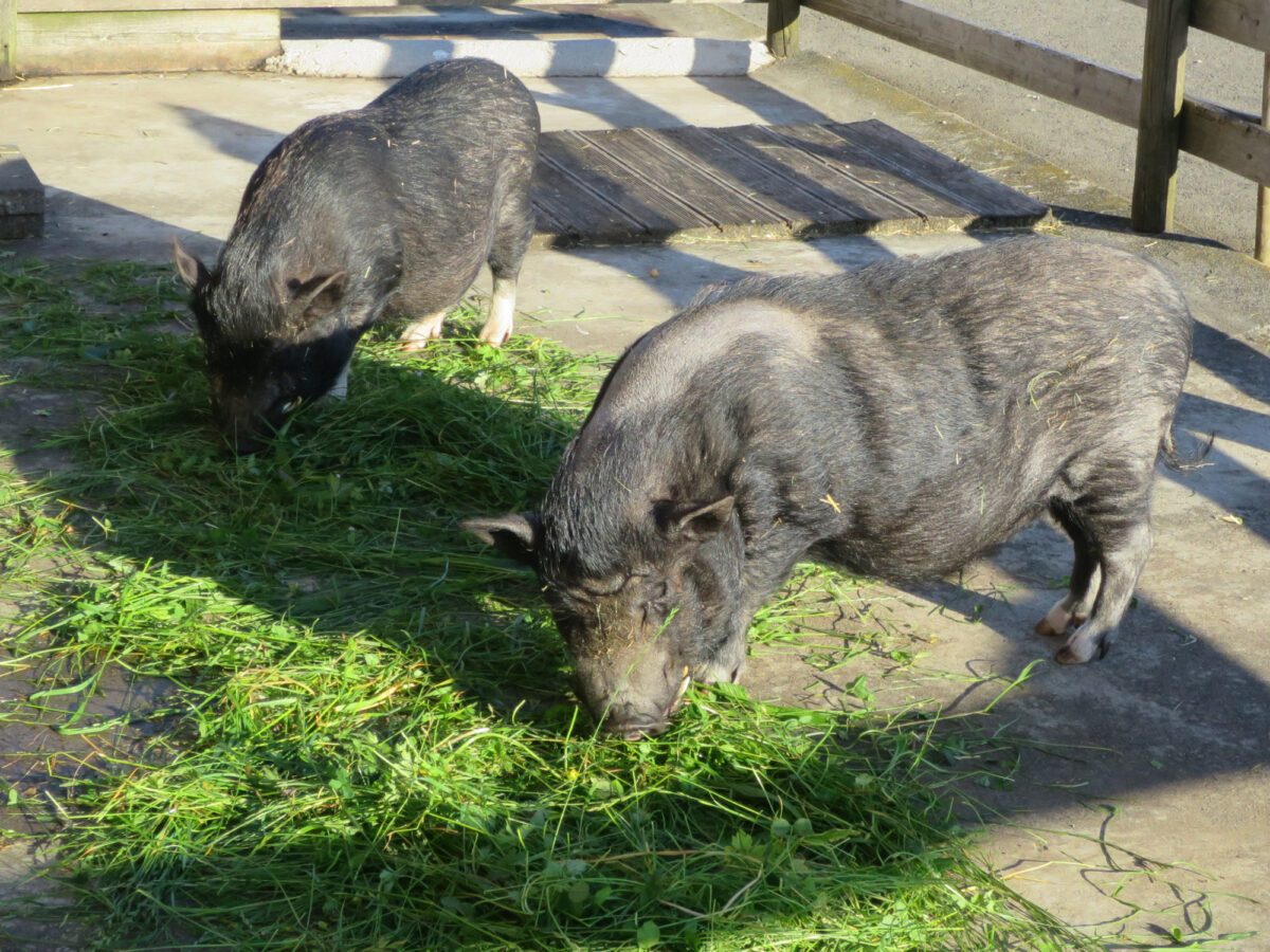 Morschach, Ferienhof Rüti
