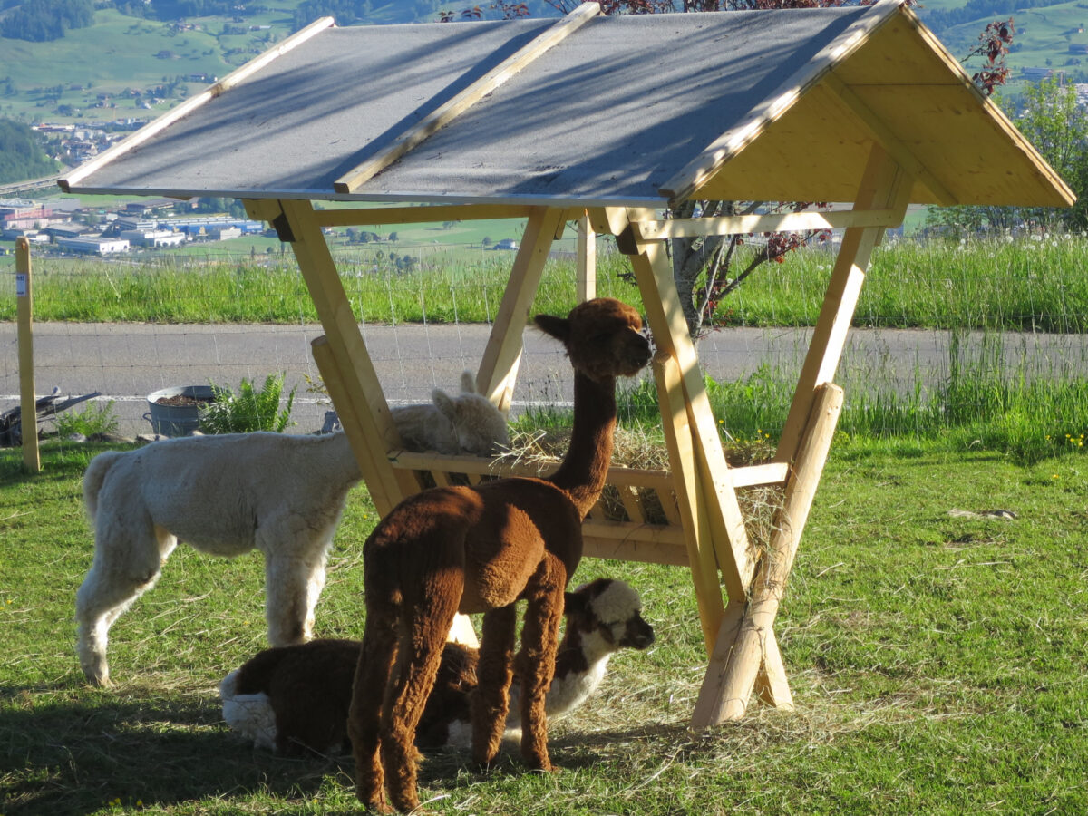 Morschach, Ferienhof Rüti