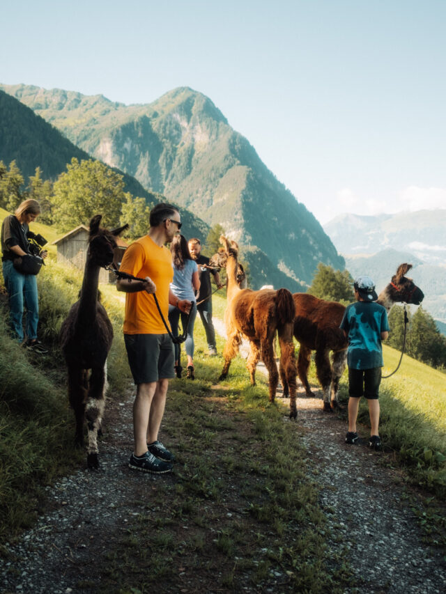 Triesenberg, Lama- und Alpaka-Trekking