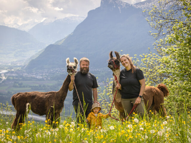 Triesenberg, Lama- und Alpaka-Trekking